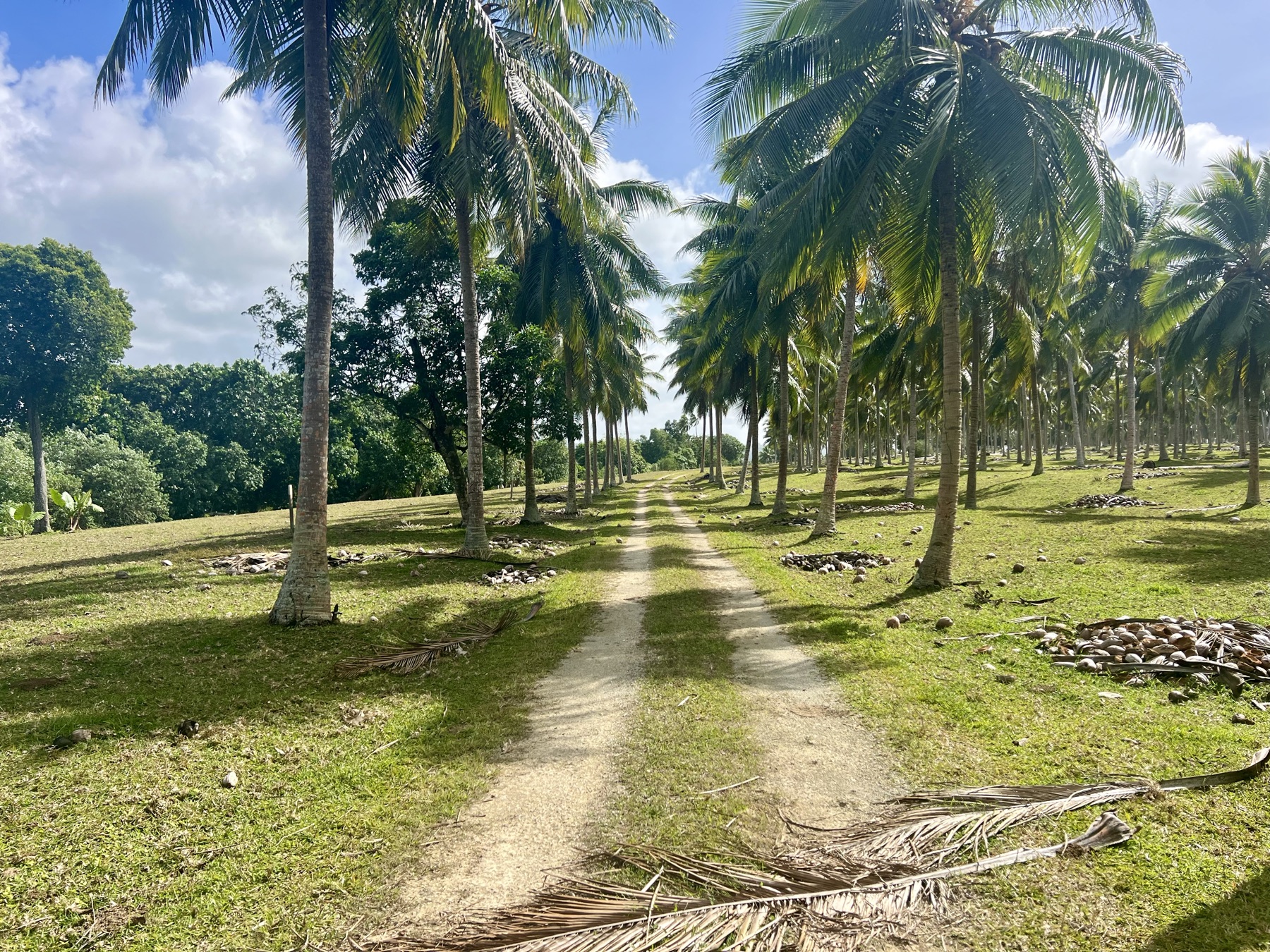 Avenue of coconut palms on the working Lapita Plantation, Aore Island